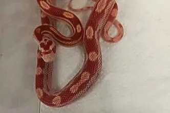 Wąż zbożowy Pantherophis guttatus młody alibinos, Małopolskie, Tarnów
