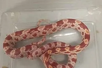 Wąż zbożowy Pantherophis guttatus młody alibinos, Małopolskie, Tarnów