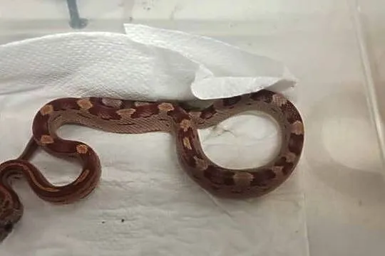 Wąż zbożowy Pantherophis guttatus młody alibinos, Małopolskie, Tarnów