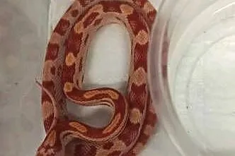 Wąż zbożowy Pantherophis guttatus młody alibinos, Małopolskie, Tarnów