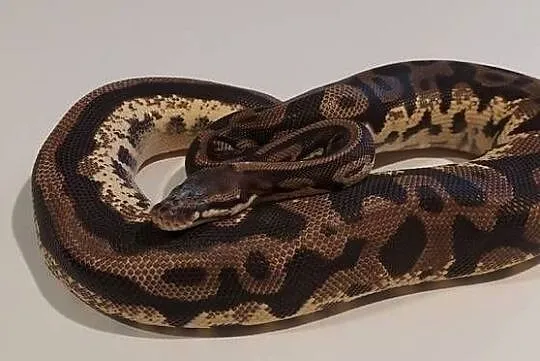 Pyton Królewski Regius Samica