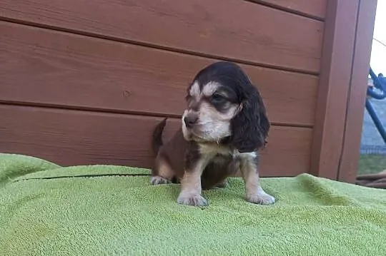 Cocker Spaniel Angielski Piesek