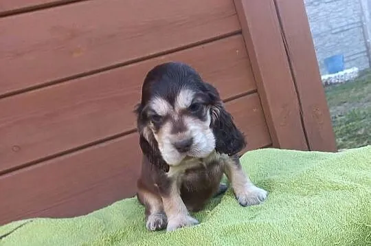 Cocker Spaniel Angielski Piesek, Wielkopolskie, Jutrosin