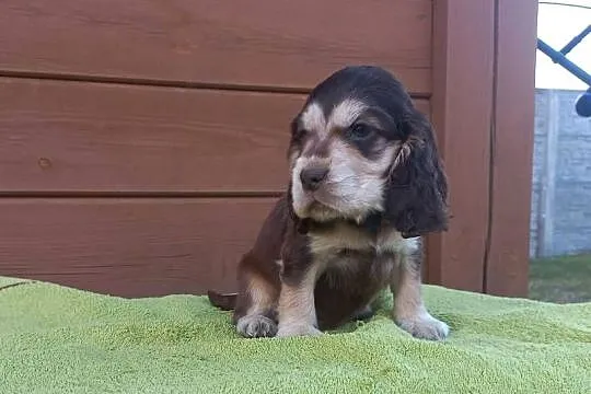 Cocker Spaniel Angielski Piesek, Wielkopolskie, Jutrosin