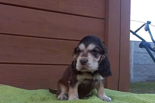 Cocker Spaniel Angielski Piesek, Wielkopolskie, Jutrosin