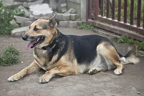 SARA i COLINA szukają wspólnego domku :),  śląskie