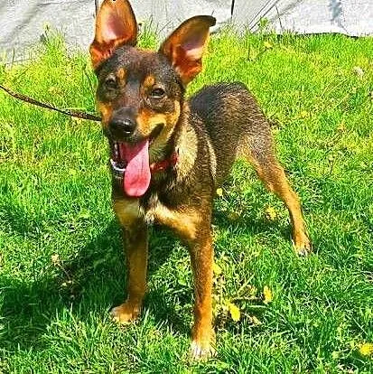 PIXI i DIXI - 9 miesięczne, rozbrykane sunia szuka