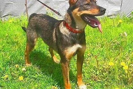 PIXI i DIXI - 9 miesięczne, rozbrykane sunia szuka
