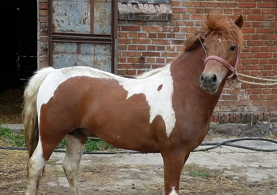 Sprzedam konia
