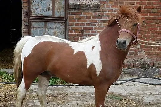 Sprzedam konia