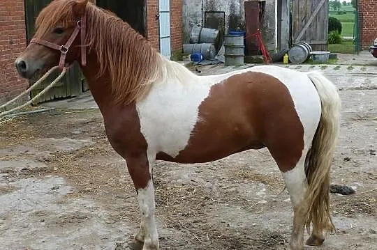 Sprzedam konia