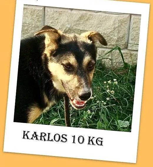 10kg,młody,wesoły,łagodny,towarzyski piesek KARLOS