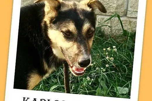 10kg,młody,wesoły,łagodny,towarzyski piesek KARLOS