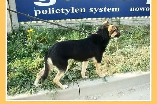 10kg,młody,wesoły,łagodny,towarzyski piesek KARLOS