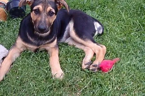 Tola do adopcji szczeniak 5mies. FILMIK ,  łódzkie