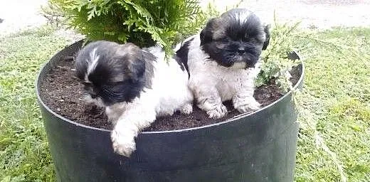 SPRZEDAM. Szczenięta Shih tzu 7 tygodniowe., wiel