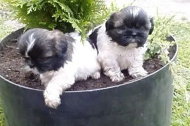SPRZEDAM. Szczenięta Shih tzu 7 tygodniowe.,  wiel