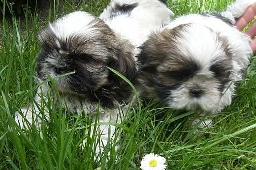 SPRZEDAM. Szczenięta Shih tzu 7 tygodniowe.,  wiel