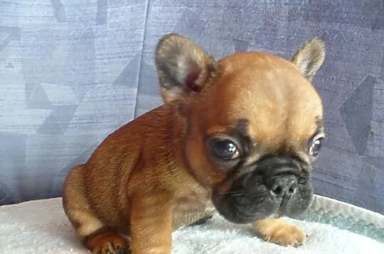 Boldog Francuski - pieski