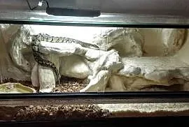 Pyton Królewski z Terrarium