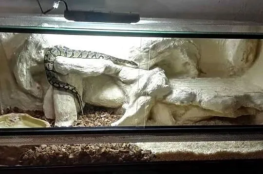 Pyton Królewski z Terrarium