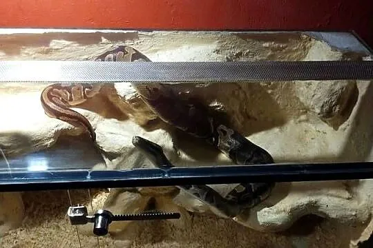Pyton Królewski z Terrarium, Wielkopolskie, Poznań
