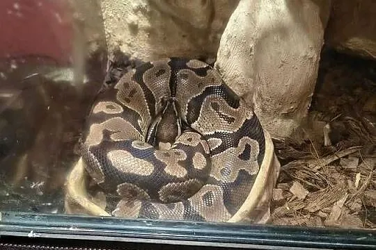 Pyton Królewski z Terrarium, Wielkopolskie, Poznań