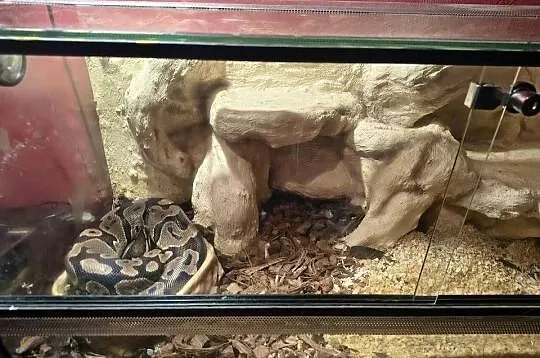 Pyton Królewski z Terrarium, Wielkopolskie, Poznań