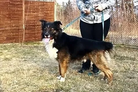 Atos - pozytywnie zakręcony, australijski wariat :