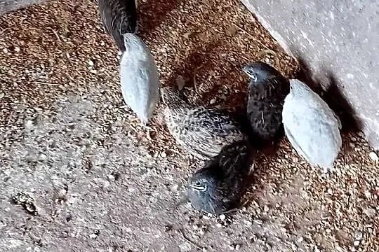 Przepiurki  chiskie młode, Mazowieckie, Siedlce