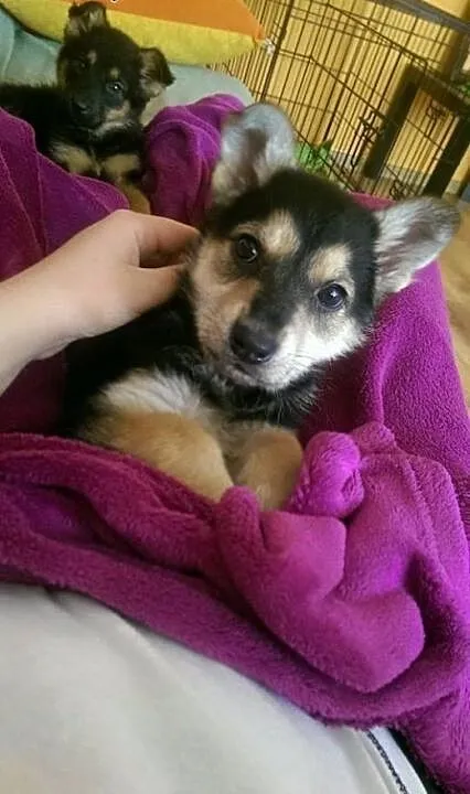 Przepiękna Neska do adopcji! :-), mazowieckie War