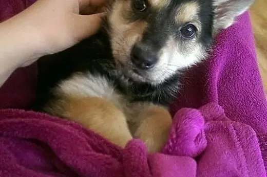 Przepiękna Neska do adopcji! :-),  mazowieckie War
