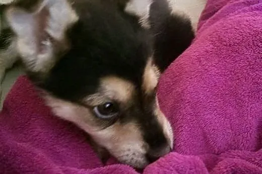 Przepiękna Neska do adopcji! :-),  mazowieckie War