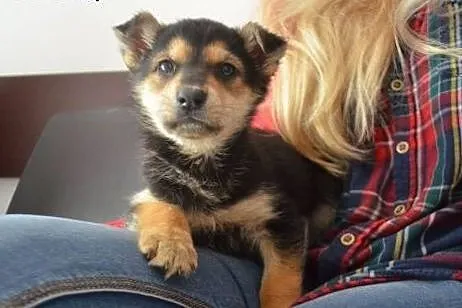 Przepiękna Neska do adopcji! :-),  mazowieckie War