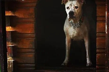 Amstaffka Luna czy ma szansę na dom?, Amstaff cała Polska