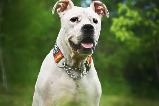 Amstaffka Luna czy ma szansę na dom?,  Amstaff cał