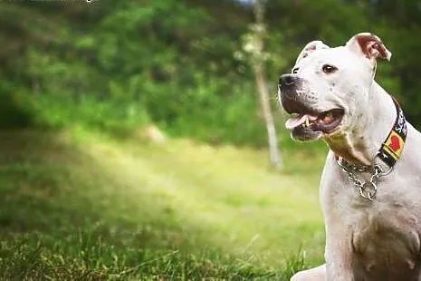 Amstaffka Luna czy ma szansę na dom?,  Amstaff cał