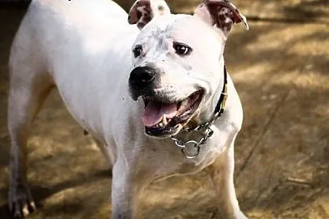 Amstaffka Luna czy ma szansę na dom?,  Amstaff cał