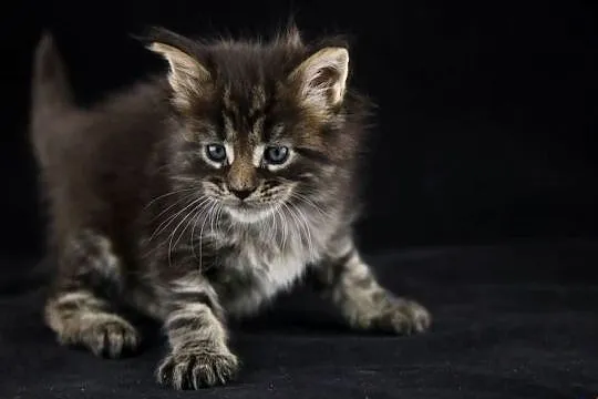 Klasyczna kotka Maine Coon, Gotowa do ODBIORU, Wielkopolskie, Poznań