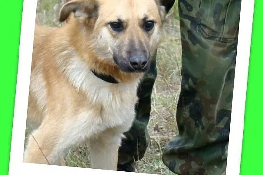 KURT duży 18kg ,biszkoptowy,roczny psiak,wesoły i zabawowy_Adopcja_