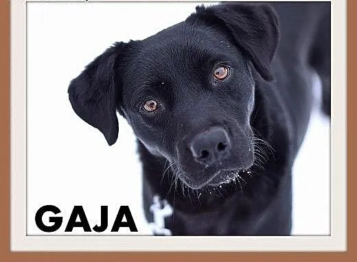 GAJA,średnia,15kg,wielkości gończego,łagodna,wesoł