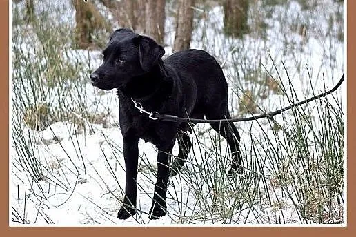 GAJA,średnia,15kg,wielkości gończego,łagodna,wesoł