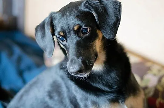 Adoptuj mnie, uszczęśliwię Cię :), Łódzkie, Łódź