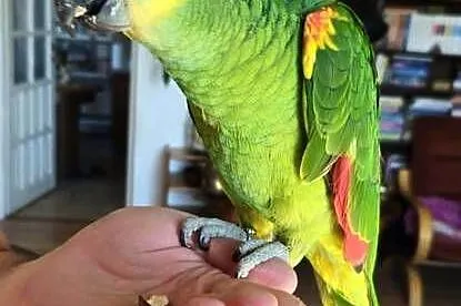 AMAZONKA Xanthopteryx SAMIEC