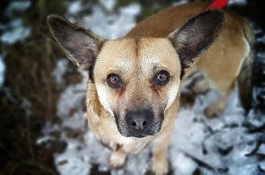 PEPE,6kg,mały,łagodny,szczepiony piesek.ADOPCJA, Łódzkie, Łódź