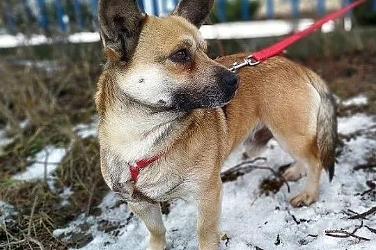 PEPE,6kg,mały,łagodny,szczepiony piesek.ADOPCJA, Łódzkie, Łódź