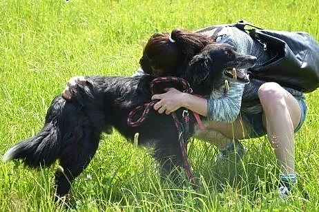 KAI - cudowny, spokojny pies czeka na dom,  lubels