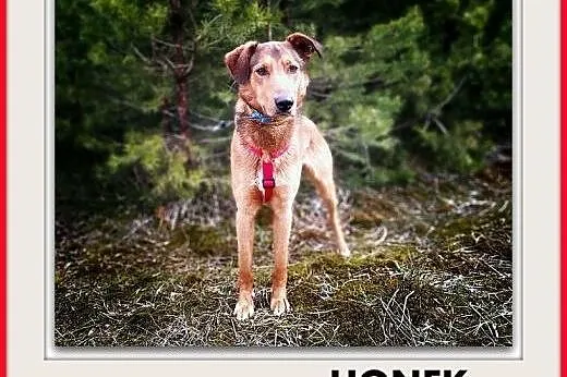 Młody,20kg,średni,łagodny,szczepiony piesek HONEK.ADOPCJA,  małopolskie Kraków, Małopolskie, Kraków