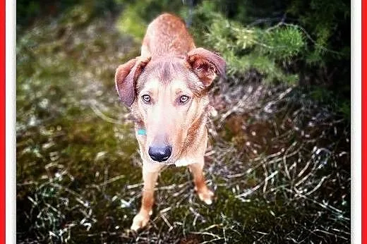 Młody,20kg,średni,łagodny,szczepiony piesek HONEK.ADOPCJA,  małopolskie Kraków, Małopolskie, Kraków