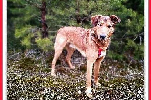 Młody,20kg,średni,łagodny,szczepiony piesek HONEK.ADOPCJA,  małopolskie Kraków, Małopolskie, Kraków